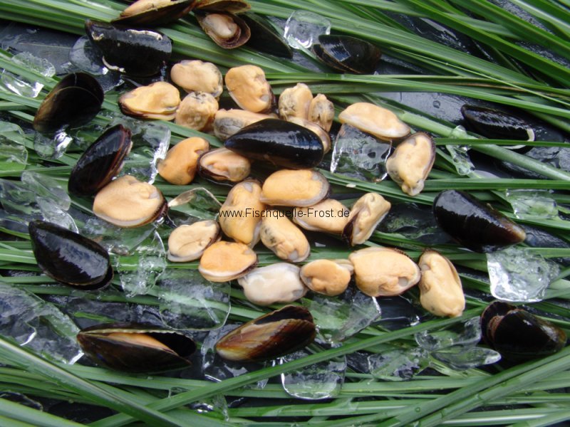Miesmuschelfleisch Miesmuschelfleisch