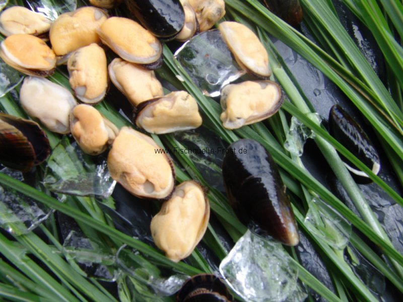 Miesmuschelfleisch Miesmuschelfleisch