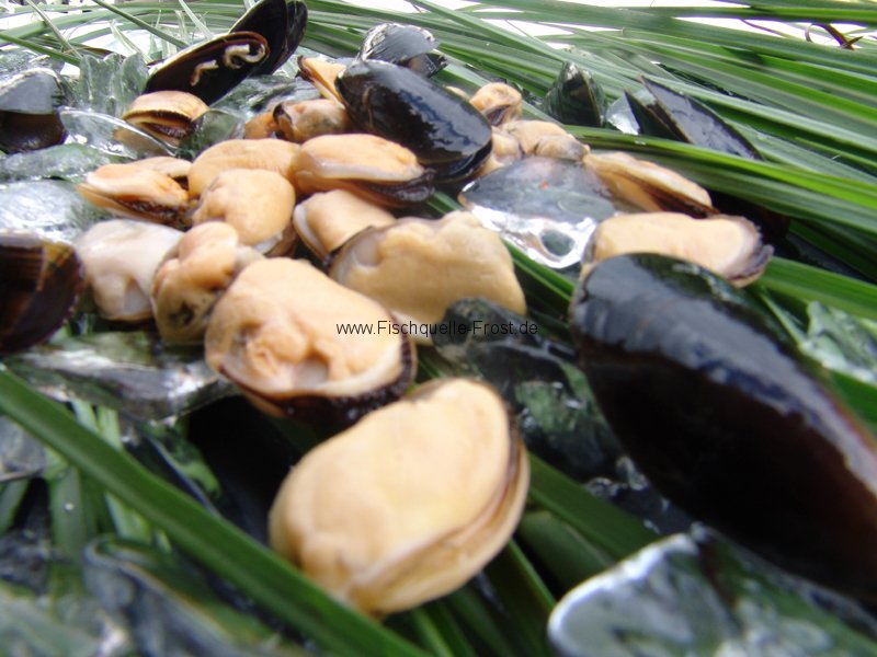 Miesmuschelfleisch Miesmuschelfleisch