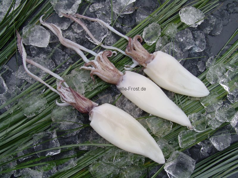 Tintenfisch Englisch