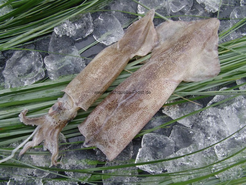 Tintenfisch Englisch