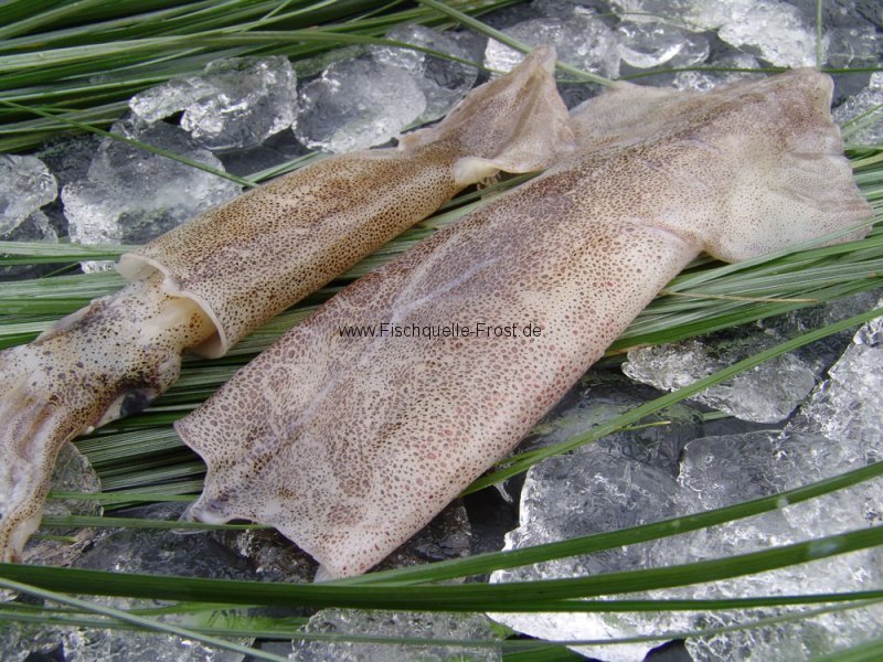 Tintenfisch Englisch Tintenfisch Englisch