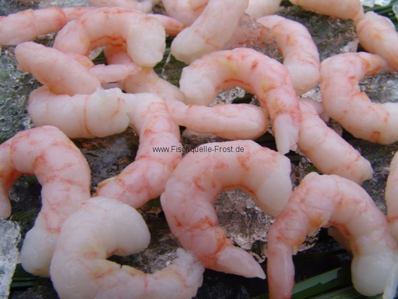 Was Sind Shrimps Was Sind Shrimps