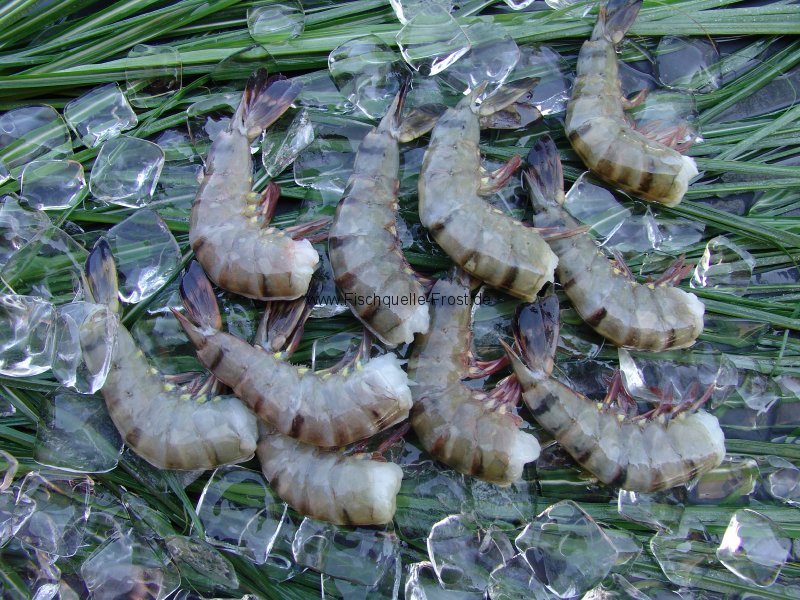 Riesengarnelen Großhandel | King Prawns Fischhandel
