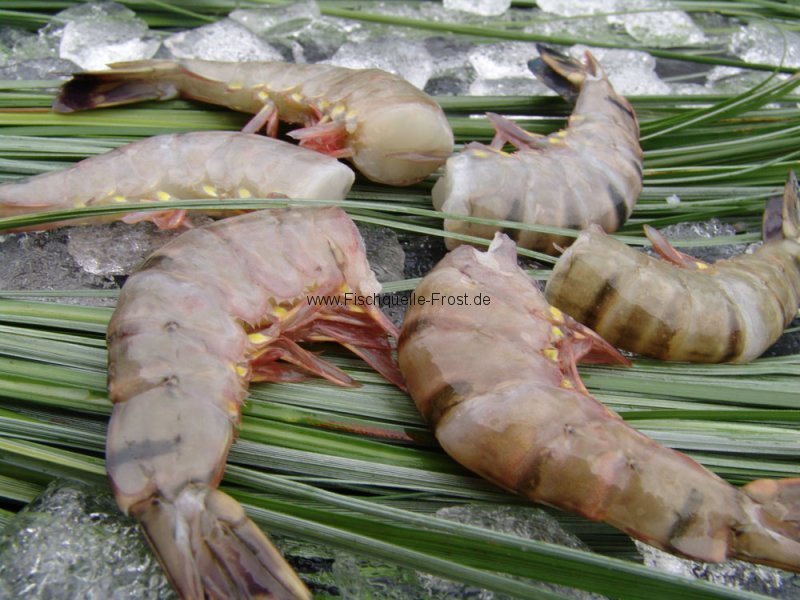 Riesengarnelen Großhandel | King Prawns Fischhandel