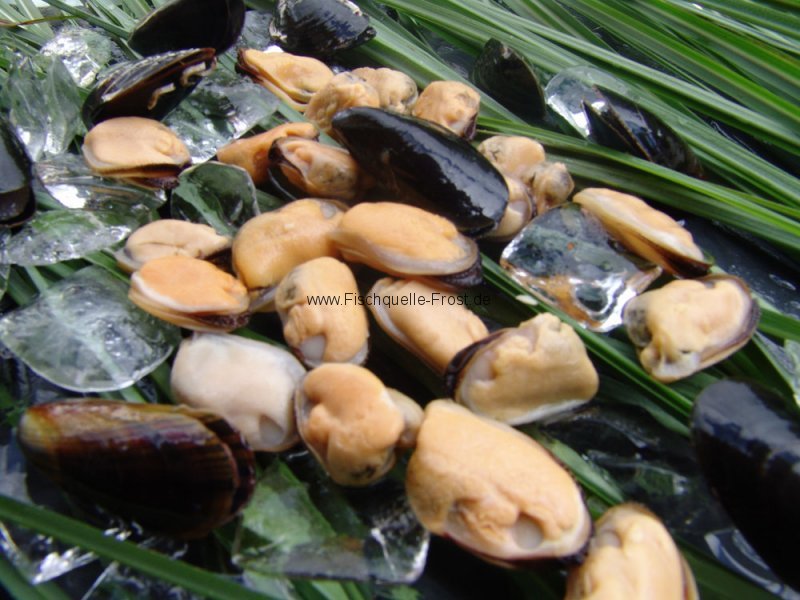 Miesmuschelfleisch Miesmuschelfleisch